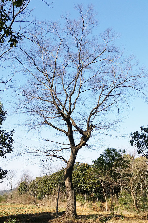 樸樹(shù)