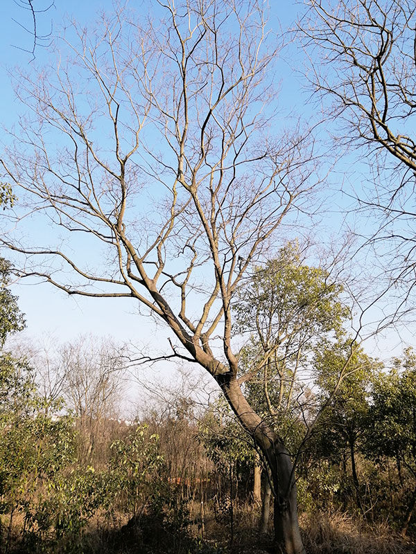 造型樸樹(shù)