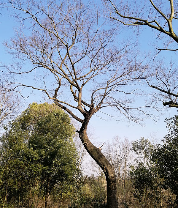 造型樸樹(shù)