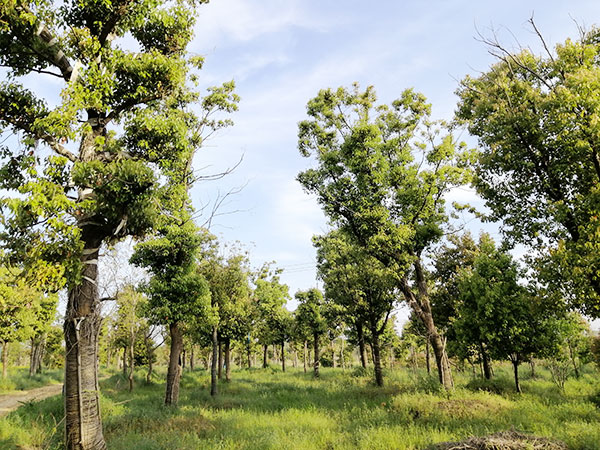 苗圃基地