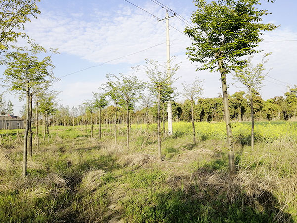 苗圃基地