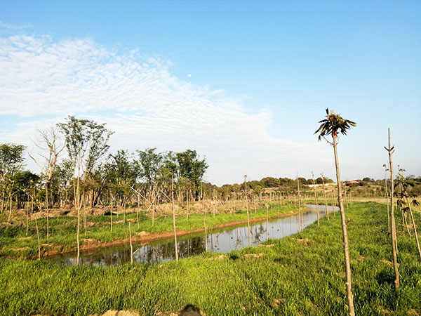 苗圃基地