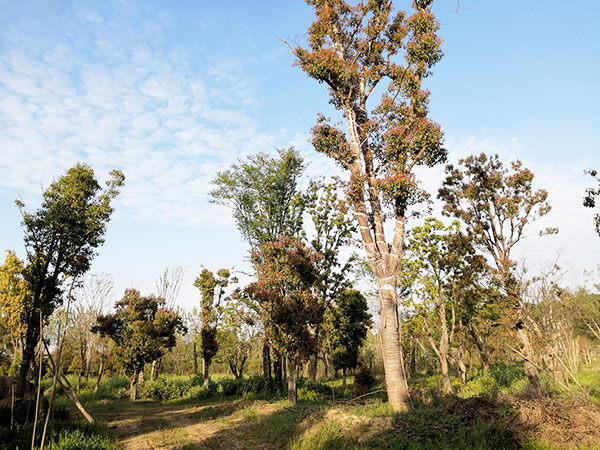 苗圃基地